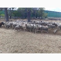 Вівці, баранчики 180гол