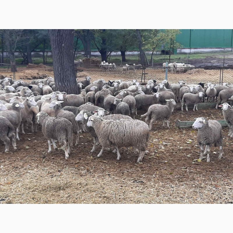 Фото 7. Вівці, баранчики 180гол