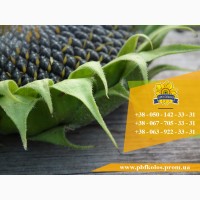 Семена подсолнечника Ясон / Насіння соняшника