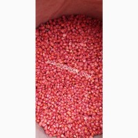 Семена кукурузы CATALINA канадский трансгенный гибрид