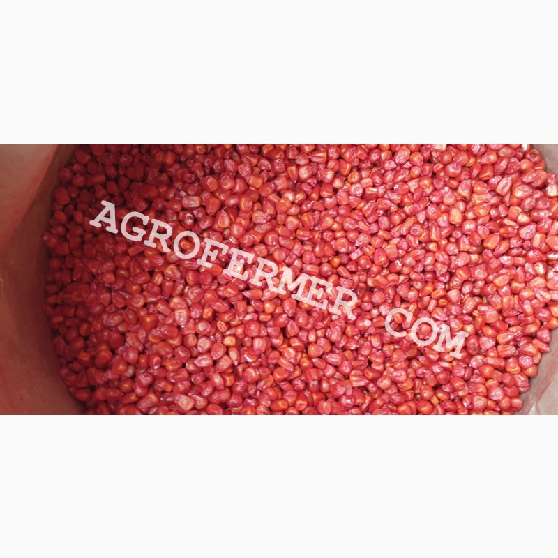 Фото 5. Семена кукурузы CATALINA канадский трансгенный гибрид