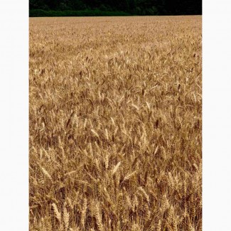 Озима пшениця ЗЕМЛЯЧКА ОДЕСЬКА (еліта)