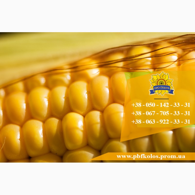 Фото 5. Семена кукурузы / Насіння кукурудзи Оржиця 237 МВ від ПБФ «Колос»