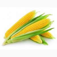 Куплю кукурузу Урожай 2017г