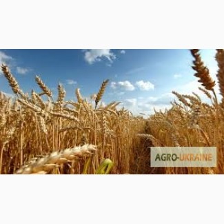 Продам посівний матеріал пшениці Шестопалівка 1 реп-ція