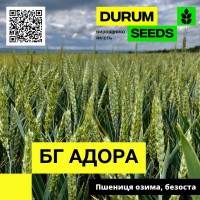 Пшениця озима, безоста - BG Adora / БГ Адора (Durum Seeds)