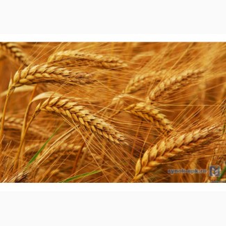 Покупаем пшеницу и ячмень по Херсонской области. Высокая цена