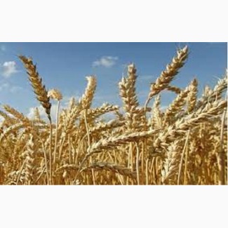 Семена озимой пшеницы ПРАКТИК Франция