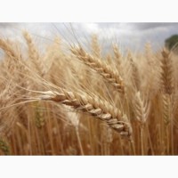 Озимая пшеница Наталка-элита/1реп