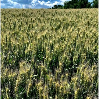 Озима пшениця Вінок Поділля (еліта)