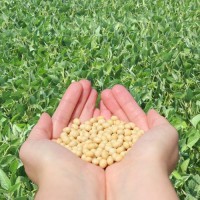 Семена сои Калипсо-среднеспелый (2900 CHU) высокоурожайный сорт нового поколения