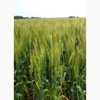 Насіння сортів озимої пшениці Білоцерківської дослідно-селекційної станції