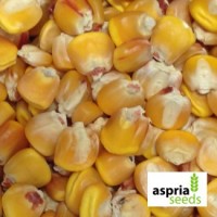 Семена гибрида кукурузы АС 13280-раннеспелый хорошая влагоотдача