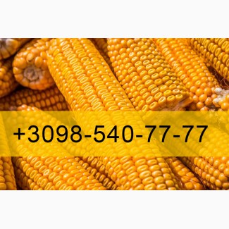 Закуповую Кукурудзу 2023