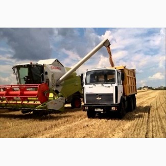 Перевозка зерна по Украине. Услуги зерновозов