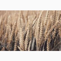 Семена озимой пшеницы ВАТАЖОК