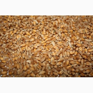 Продам пшеницу, 2 класс-2000т., 3 класс-2000т