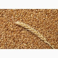 Куплю пшеницю Фураж