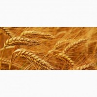 Семена пшеницы Шестопаловка-элита