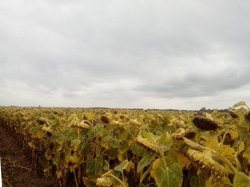 Фото 11. Продажа семян гибридов подсолнечника, кукурузы от производителя без посредников