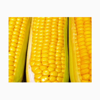 Насіння кукурудзи ДКС 3795 ФАО 250 ціна за мішок