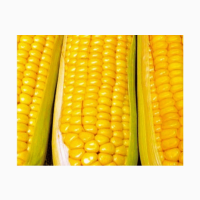 Насіння кукурудзи ДКС 3795 ФАО 250 ціна за мішок