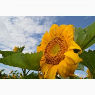 Продамо насіння соняшнику (Барса, Толедо, Гранд Адмірал) під 50 грам гран стару