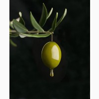 Продаю 100% оливкову олію холодного віджиму