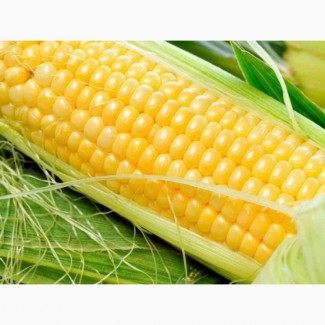 Насіння кукурудзи ДКС 3507 (DKC 3507) ФАО 270 від Монсанто ціна за мішок
