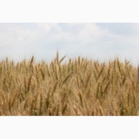 Озимая пшеница Подолянка, -элита/1реп
