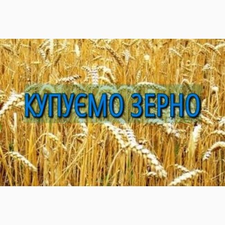 Компанія постійно закуповує пшеницю 2кл., 3кл., 6кл