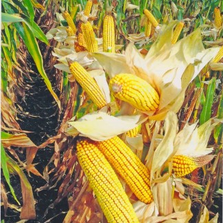 Пропонуємо по знижці якісне насіння кукурудзи: Вакула, Яніс, Онікс