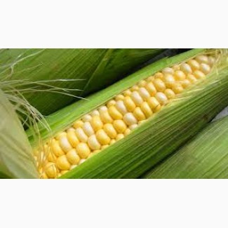 Насіння гібридів кукурудзи Monsanto