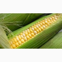 Насіння гібридів кукурудзи Monsanto