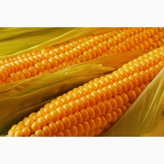 Семена кукурузы ДК Бурштин, ФАО 350
