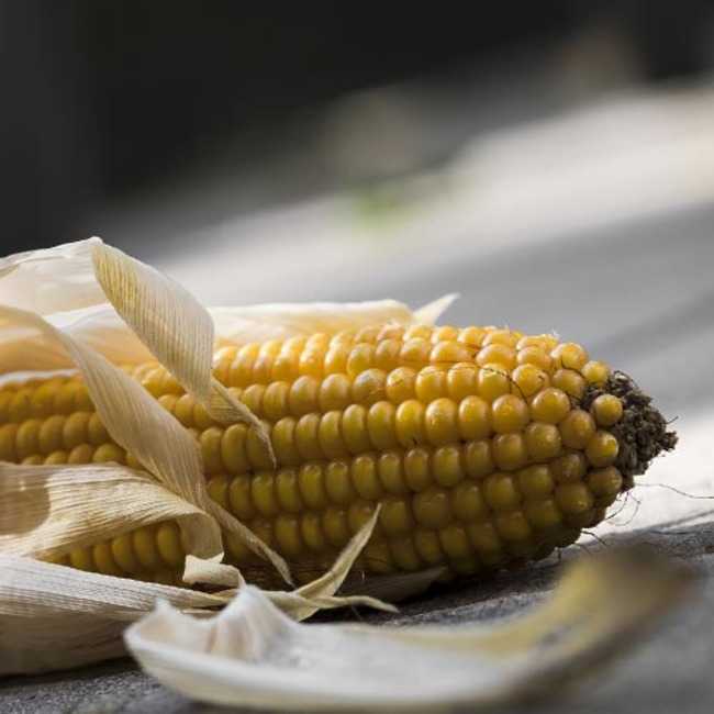 Фото 2. Семена кукурузы Оржица 237 МВ, ФАО 240