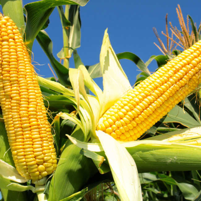Фото 3. Семена кукурузы Оржица 237 МВ, ФАО 240