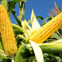 Семена кукурузы Оржица 237 МВ, ФАО 240