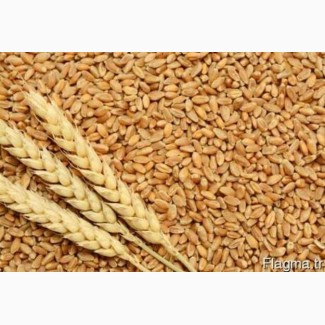 Купуємо пшеницю твердих сортів Дурум