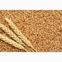 Купуємо пшеницю твердих сортів Дурум
