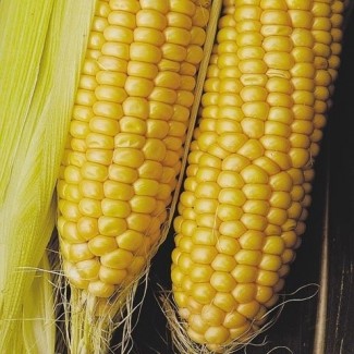 Семена кукурузы ДКС 3711 ФАО 280 (DKC 3711) от Монсанто цена за мешок