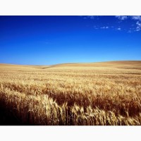 Закупаем пшеницу 2 кл, 3 кл, фураж, согласно ГОСТу Західні регіони України