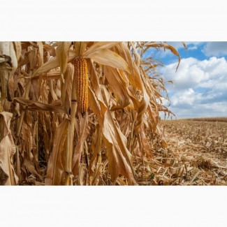 Семена кукурузы ДКС 3730 (DKC 3730) ФАО 280 Монсанто цена за мешок