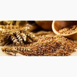 КУПЛЮ пшеницу, кукурузу, ячмень и др. культуры