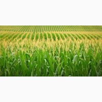 Солонянский 298 СВ ФАО 290 семена кукурузы