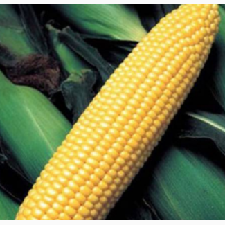Семена кукурузы ДКС 3623 ФАО 290 цена за мешок