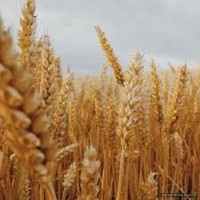 Пшеница озимая Дума Одесская