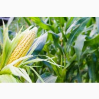 Днепровский 257 СВ ФАО 290 семена кукурузы