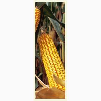 Насіння кукурудзи ДКС 3759 ФАО 290 ціна за мішок