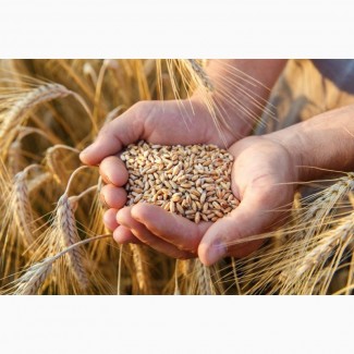 Продам пшеницю 2-3 класу 2020